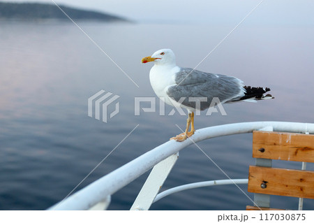 Large seagull on sunset sky background Large seagull on sunset sky background 117030875