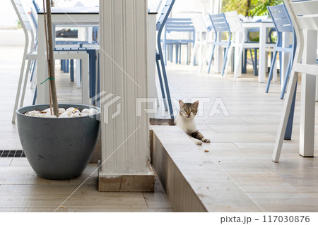 cat lies down in greek tavern, cafe 117030876
