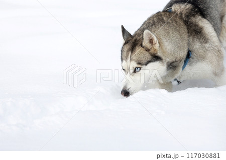 Husky dog walks in snow, sniffing 117030881