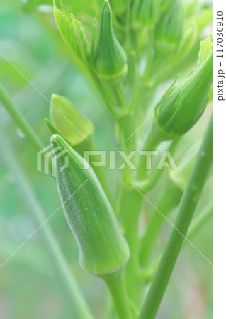 オクラ　代表的な夏野菜 117030910