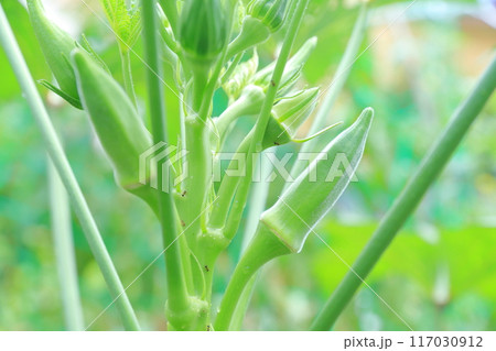 オクラ　代表的な夏野菜 117030912