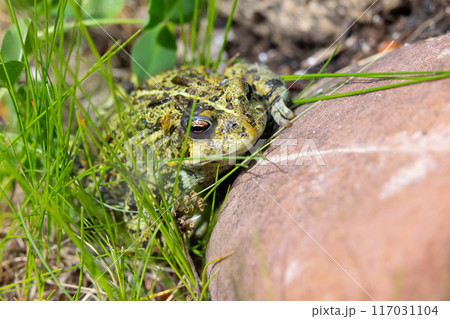 Boreal toad is sitting in grass at the rock in the summer garden. 117031104