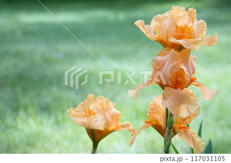 Bunch of orange irises blooming in the green summer garden. 117031105