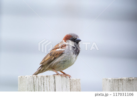 Male house sparrow is sitting on a pole of the wooden fence. 117031106