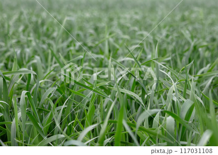 Agricultural field with green young wheat plants in summer. Agricultural field with green young wheat plants in summer. 117031108