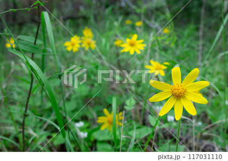 Vibrant yellow wildflowers of Heartleaf arnica growing in the wood. Vibrant yellow wildflowers of Heartleaf arnica growing in the wood. 117031110