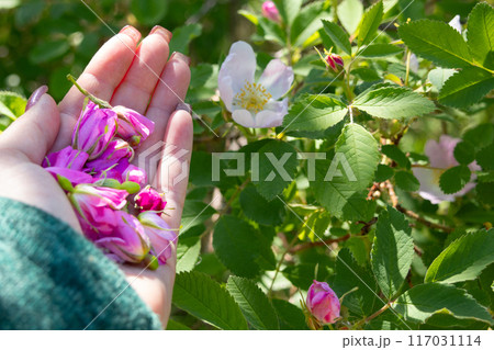 Hand is picking pink wild rose buds from the shrub. Hand is picking pink wild rose buds from the shrub. 117031114