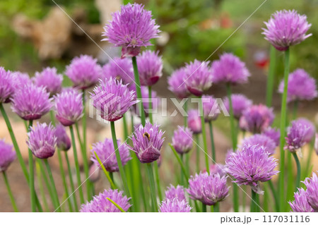 Lilac flowers of Chives are growing in the herbal garden in summer. 117031116