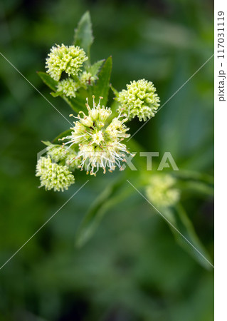 Close-up of Maryland sanicle flowers growing in the woods in summer. 117031119
