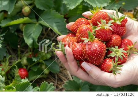 Gardener's hands holding red strawberries in the berry patch. Gardener's hands holding red strawberries in the berry patch. 117031126
