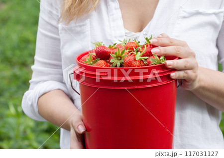 Female agricultural worker is holding a bucket with picked strawberries. 117031127