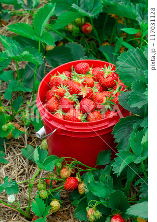 Red pail with strawberries among green foliage in summer garden. 117031128
