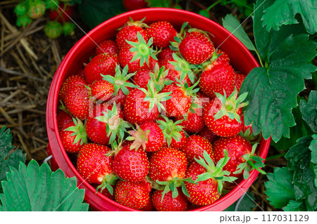 Red pail with strawberries among green foliage in summer garden. Red pail with strawberries among green foliage in summer garden. 117031129