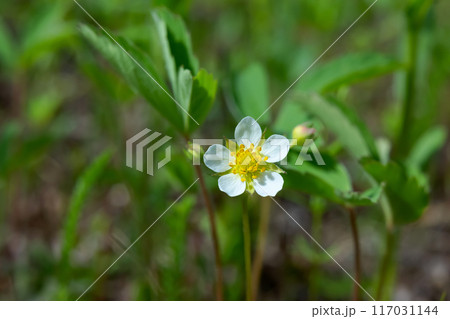 Wild strawberry white flower is growing in the forest floor. 117031144