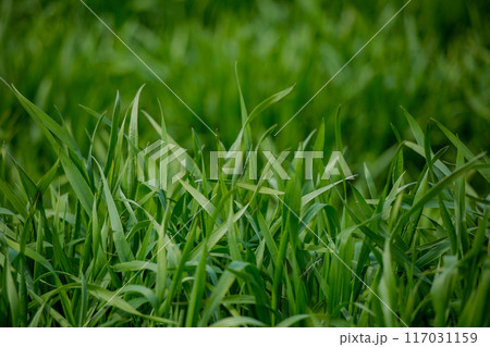 大麦若葉 117031159