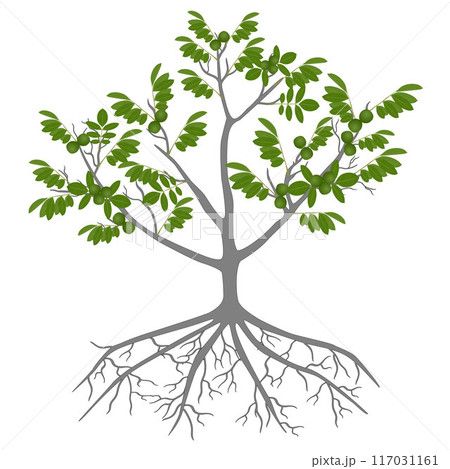 Tree of a walnut with green fruits and roots on a white background. Tree of a walnut with green fruits and roots on a white background. 117031161
