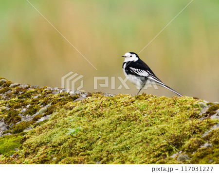 A black and white bird is standing on a mossy rock. The bird is small and has a white stripe on its back. The image has a calm and peaceful mood, as the bird is standing still and not moving. A black and white bird is standing on a mossy rock. The bird is small and has a white stripe on its back. The image has a calm and peaceful mood, as the bird is standing still and not moving. 117031227