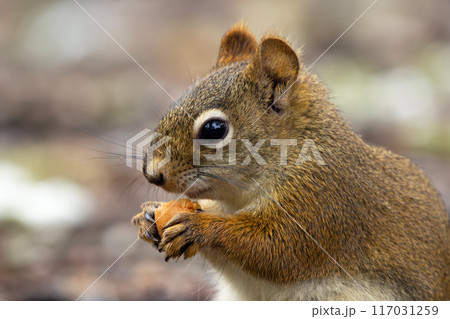 American red squirrel is eating a mushroom on the ground in the garden. 117031259