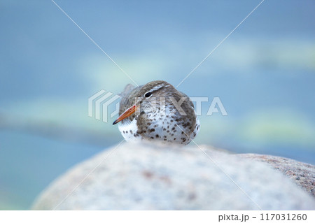 Spotted sandpiper is laying and resting on the rock at the water in spring. Spotted sandpiper is laying and resting on the rock at the water in spring. 117031260