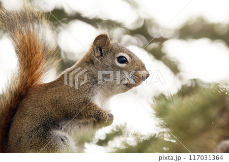 Portrait of American red squirrel sitting on the spruce tree. Portrait of American red squirrel sitting on the spruce tree. 117031364