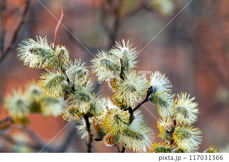 Blooming pussy willow branches in orange sunset light. 117031366
