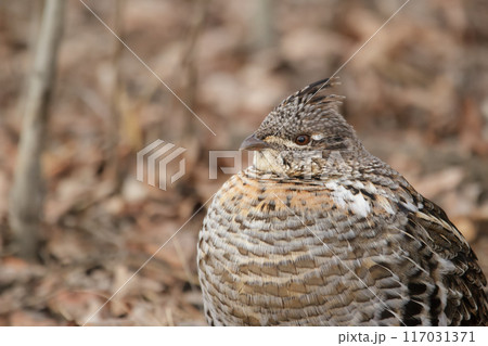 Female ruffed grouse in the spring forest among dry grasses. 117031371