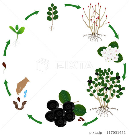 Life cycle of a plant plant of a bush black chokeberry (Aronia melanocarpa) on a white background. Life cycle of a plant plant of a bush black chokeberry (Aronia melanocarpa) on a white background. 117031431
