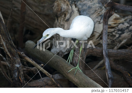 Snowy egret is walking among branches and logs in mangrove lagoon. 117031457