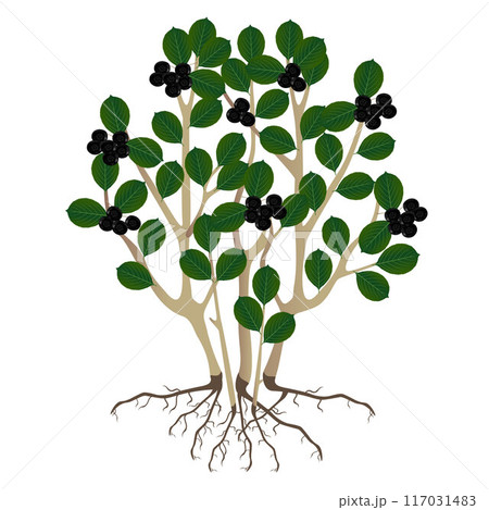 A bush black chokeberry (Aronia melanocarpa) and roots on a white background. 117031483