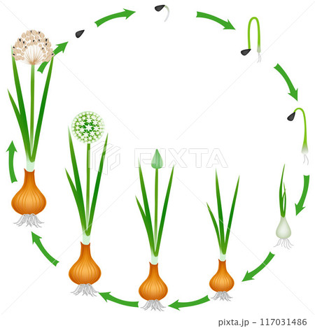 Life cycle of a onion plant on a white background. 117031486