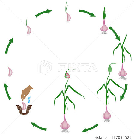 Life cycle of a garlic plant on a white background. Life cycle of a garlic plant on a white background. 117031529