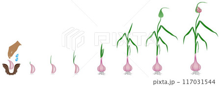 Cycle of growth of a plant of a garlic isolated on a white background. 117031544