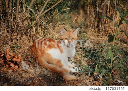 A cat with a yellow face is sitting on a white background. The cat has a very cute and friendly expression A cat with a yellow face is sitting on a white background. The cat has a very cute and friendly expression 117031595