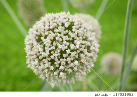 Leek seeds Allium ampeloprasum porrum flower blossom white old field leaf, farm farming garden bloom leaves bio organic leke lek plantation headed fruits vegetables plant grown stem stalk Europe 117031982