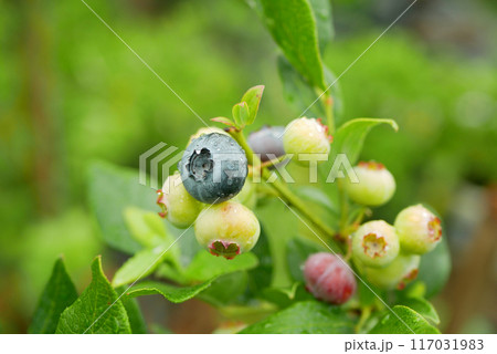 Blueberry Vaccinium corymbosum northern highbush close-up North American plant fruit bush species blue huckleberry detail, blue ripe fruits, growing in a pot in the garden farm Europe 117031983