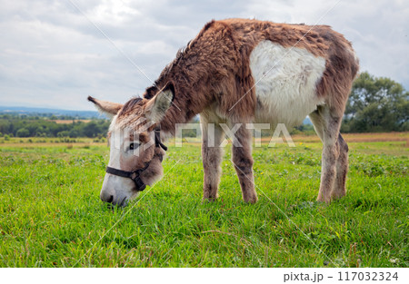 Donkey Grazing in a Green Pasture 117032324