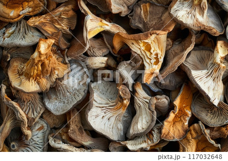 mushroom drying factory 117032648