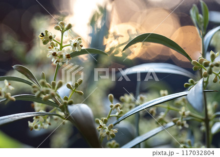 Flowering olive tree branches with buds and flowers. Flowering olive tree branches with buds and flowers. 117032804