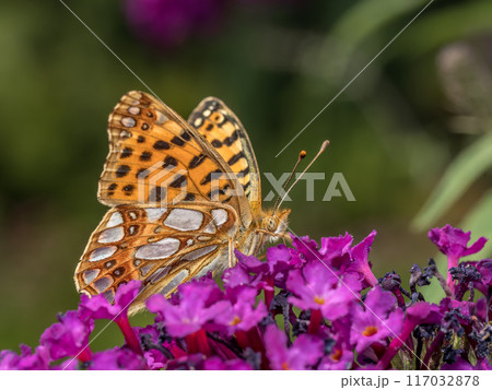 Queen of spain fritillary resting on buddleia flower 117032878