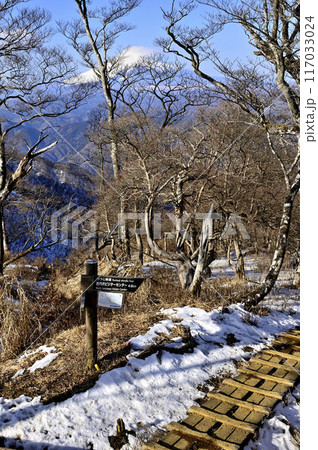 丹沢の檜洞丸 石棚山稜とつつじ新道が交わる分岐より望む富士山 丹沢の檜洞丸 石棚山稜とつつじ新道が交わる分岐より望む富士山 117033024