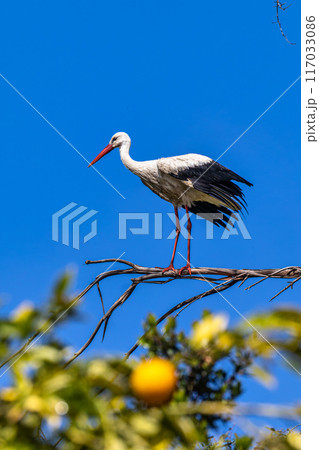White Storks, Ciconia ciconia at Povoa e Meadas Dam in Castelo de Vide, Alentejo, Portugal 117033086