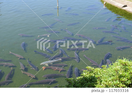 池で泳ぐ鯉 池で泳ぐ鯉 117033316