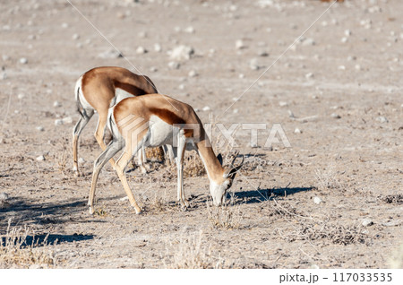 Impalas browsing in Etosha 117033535