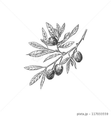 Engraved olive branch. Sketch branche with leaves and blossoms, hand drawn olives design element. Agricultural ripe plant or fruit isolated on white background illustration 117033559
