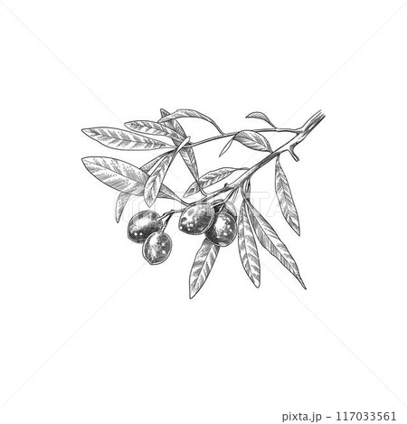 Engraved olive branch. Sketch branche with leaves and blossoms, hand drawn olives design element. Agricultural ripe plant or fruit isolated on white background illustration 117033561