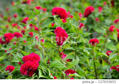 赤いケイトウの花 117033655