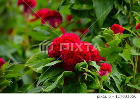 赤い久留米ケイトウの花 117033656