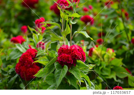 赤い久留米ケイトウの花 117033657