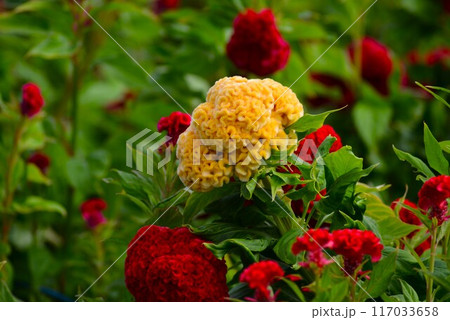 鮮やかな久留米ケイトウ 鮮やかな久留米ケイトウ 117033658