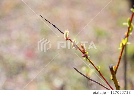 ネコヤナギの花 117033738